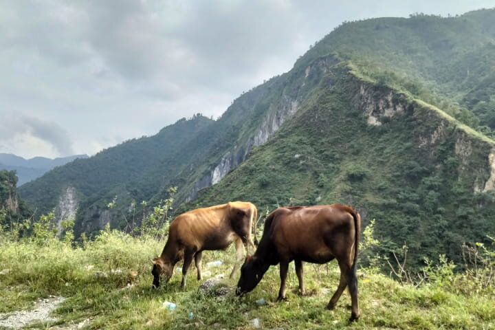 ネパール人材が日本企業から選ばれる理由｜特徴・強み・定着率の高さを徹底解説